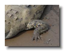 crocodilians 0009